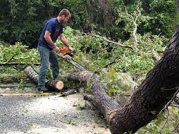 Trusted Conestee, SC Tree Services Experts