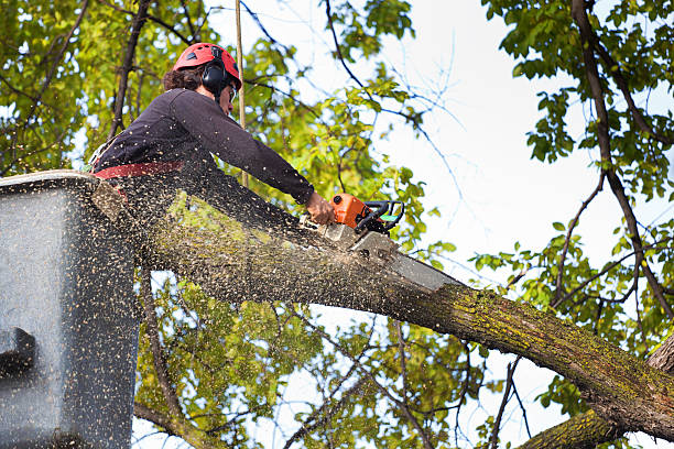 Best Tree Preservation Services  in Conestee, SC