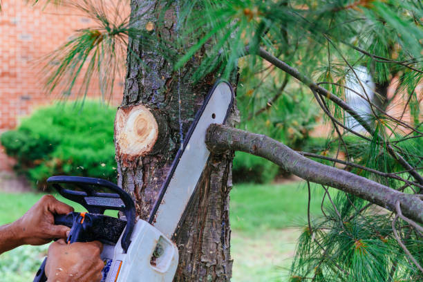 Best Fruit Tree Pruning  in Conestee, SC